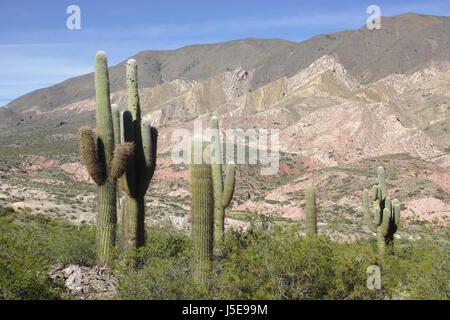 Cactus (cardon grande cactus) vicino a Los Cardones National Park, Provincia di Salta, Argentina Foto Stock