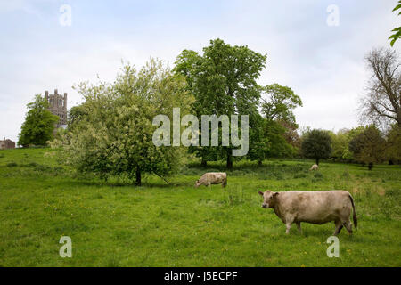 Mostra immagine: Cattedrale di Ely e prato, Cambridgeshire, Inghilterra Foto Stock