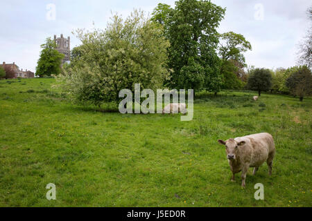 Mostra immagine: Cattedrale di Ely e prato, Cambridgeshire, Inghilterra Foto Stock