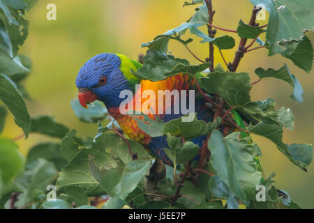 Rainbow Lorikeet, Trichoglossus moluccanus in Doreen, Victoria, Australia Foto Stock