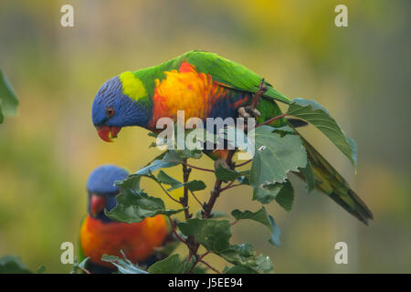 Rainbow Lorikeet, Trichoglossus moluccanus in Doreen, Victoria, Australia Foto Stock