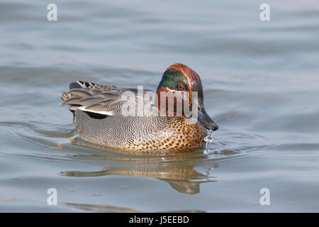 Comune (teal Anas crecca) maschio adulto o drake nuoto su acqua, Cley, Norfolk, Inghilterra, Regno Unito Foto Stock