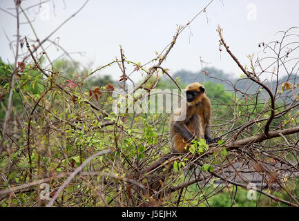 Grigio indiano langur monkey seduto su una bacca selvatica albero nella foresta in Goa, India. Noto anche come hanuman langur e .famiglia, Semnopithecus Entellus. Foto Stock