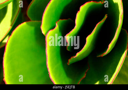 pianta di tipo succulente con frange rosse in giardino, sardegna, italia Foto Stock