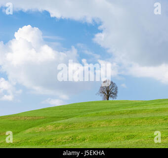 Albero solitario su una verde collina, cielo blu e nuvole bianche Foto Stock