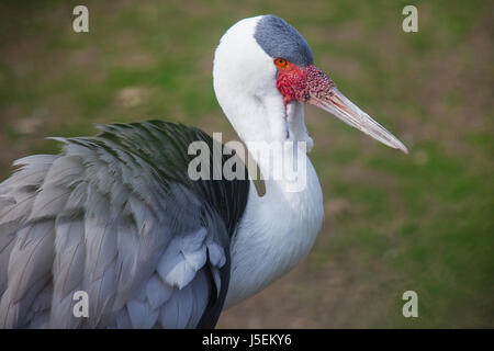 Ritratto di un attenta ricerca Wattled Crane, closeup, nel verde fogliame. Foto Stock