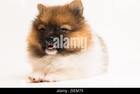 Cucciolo di Pomerania l'età di 2 mese isolati su sfondo bianco Foto Stock