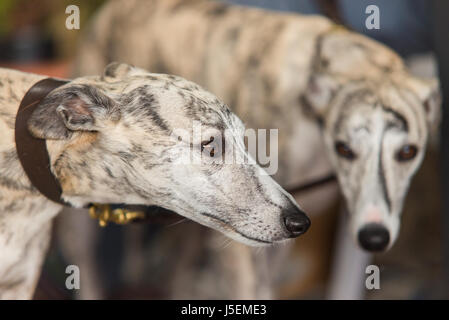 Ritratto di un adulto spagnolo cane Greyhound Foto Stock