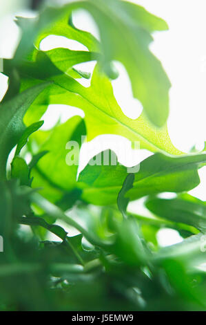 La rucola, Eruca sativa, Studio shot di insalata verde foglie. Foto Stock