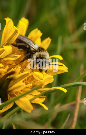 Prese nei campi vicino a Middleton da Youlgreave nella primavera del 2017. Questo 'Ashy Mining Bee' femmina è godendo il polline di un dente di leone. Foto Stock