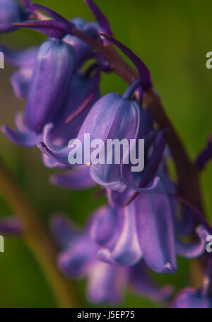 Spanish bluebells, o eventualmente una miscela ibrida con comuni bluebell, come queste sono molto forti nella loro colorazione blu. Foto Stock