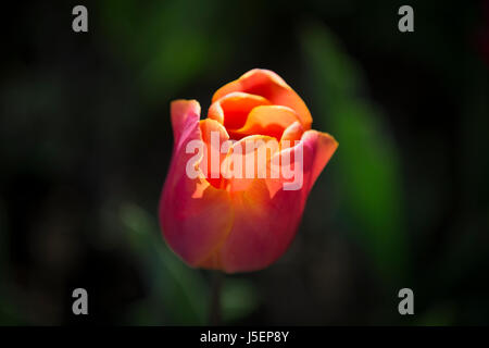 Un unico fiore tulipano Foto Stock