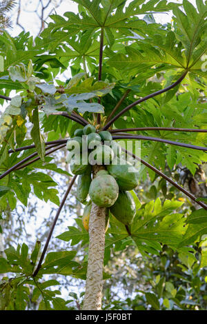 Carica papaya (Papaya o papaia) che cresce su un albero in Kerala, India del Sud, Sud Asia Foto Stock