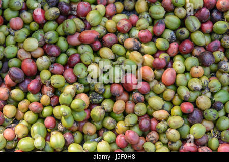 Il caffè crudo fagioli di essiccazione al sole, Kerala, India del Sud, Sud Asia Foto Stock