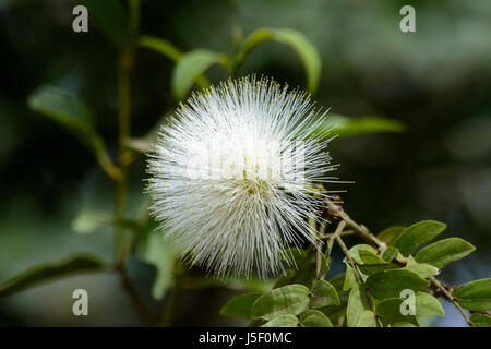 Polvere bianca Puff impianto, Calliandra haematocephala, Kerala, India del Sud, Sud Asia. Conosciuta anche come la polvere puff tree e fairy duster. Foto Stock