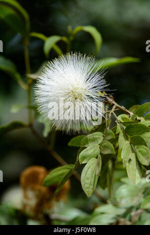 Polvere bianca Puff impianto, Calliandra haematocephala, Kerala, India del Sud, Sud Asia. Conosciuta anche come la polvere puff tree e fairy duster. Foto Stock