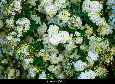 Infiorescenza Spirea, piccoli delicati fiori bianchi, foglie verdi, ripetendo floreale disegno botanico, sfondo, close up Foto Stock