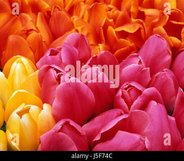 Tulip, Tulipa, massa di rosa, arancione e giallo fiori colorati. Foto Stock