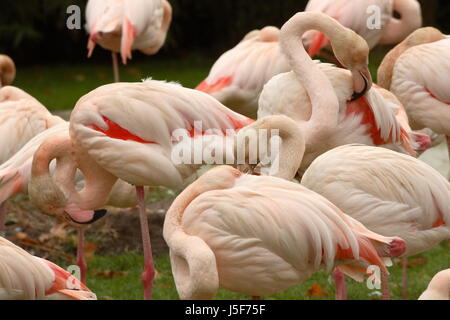 Animali di uccelli Uccelli piume becco capi di sfrangiamento becchi lunghi fenicotteri di gruppo Foto Stock