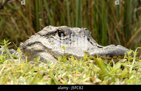 Pericolo denti palude anfibi e rettili fen alligator mires pericolosa acqua Foto Stock