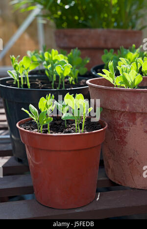 Primo piano di pentole pentola di giovani piselli dolci piante piantano piantine di piantine che crescono in serra in primavera Foto Stock