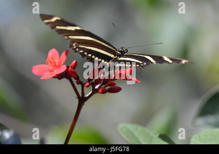 Zebra Longwing Butterfly (Heliconius charitonius) sul fiore rosso, Florida, Stati Uniti Foto Stock