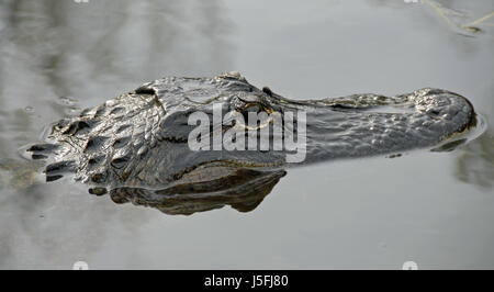 Swamp anfibi e rettili fen alligator mires pericolosa acqua american Foto Stock