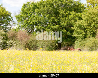 Un cavallo marrone in appoggio rilassante e guardando in un campo estivo di renoncules al di fuori del Regno Unito essex paese la pace Foto Stock