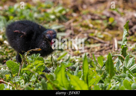 Pulcino Moorhen a Slimbridge Foto Stock