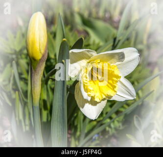 Il bianco e il giallo narcisi in un parco Foto Stock