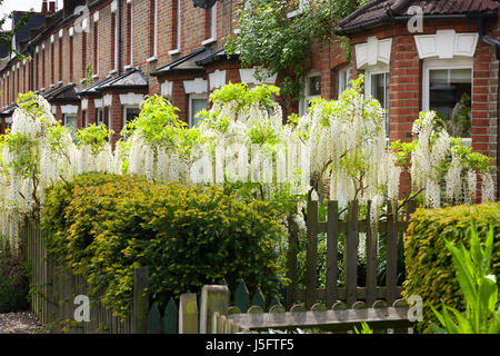 Il Glicine Bianco / fiore in fiore su un suburban vittoriano o Edwardian House garden parete. (87) Foto Stock