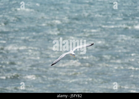 Un Gabbiano Aringhe (Larus argentatus) volare sopra il mare Foto Stock