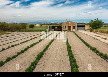 Le coltivazioni in linee in una fattoria nel nord della campagna di Maiorca, Maiorca, isole Baleari, Spagna Foto Stock