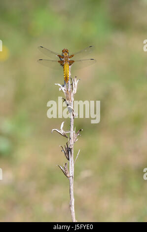 Ampia corposo Chaser, femmina - Libellula depressa Foto Stock