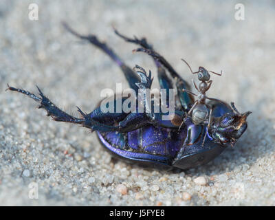 Ant - Formica cinerea - su una terra-noioso dung beetle - Geotrupidae Foto Stock