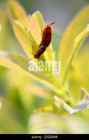 Un marrone earwig siede su una foglia verde Forficula auricularia, comune earwig Foto Stock