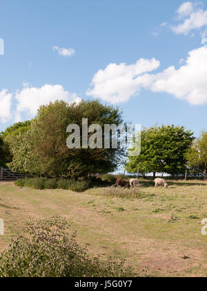 Due bianchi e una pecora marrone in estate il campo in Essex constable country in London Regno Unito di pascoli e di mangiare erba nei pressi di un recinto bellissima Foto Stock