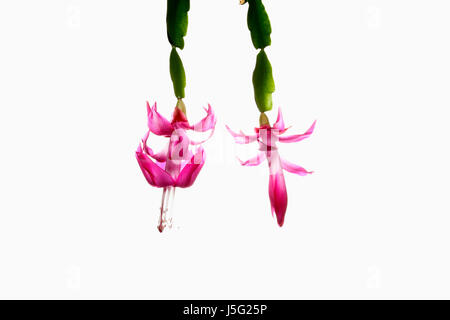 Cactus, cactus di Natale, Schlumbergera buckleyi, Studio shot di fiori di colore rosa. Foto Stock