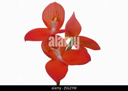 Orchid, fiore degli dèi, Disa uniflora "schiuma", Studio shot di fiori di colore rosso sul singolo stelo. Foto Stock