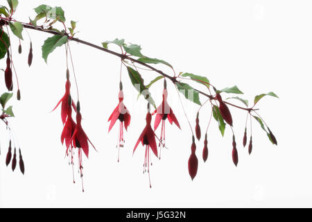 Fucsia, Hardy fucsia, Fuchsia magellanica, Studio shot di più rosso dei fiori e boccioli di fiori appesi da uno stelo. Foto Stock