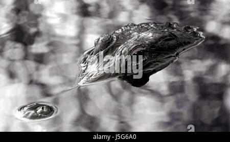 Swamp anfibi e rettili fen alligator mires pericolose del coccodrillo di acqua Foto Stock