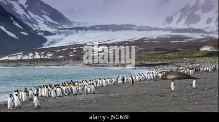 Re Pinguini camminare lontano da venti katabatic sulla baia di St Andrews, Georgia del Sud Foto Stock