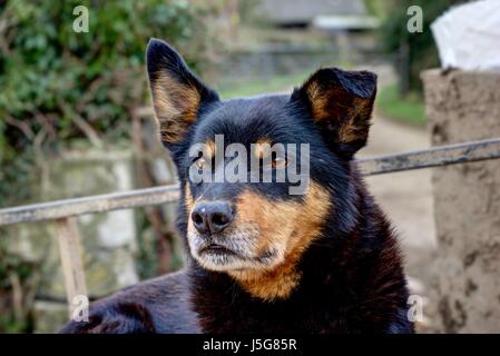 Un rendering bruscamente ritratto di 'Ross' Il kelpie Collie cane trasversale che lavora duro come un sheepdog prendendo un meritato riposo nella parte posteriore del rimorchio. Foto Stock