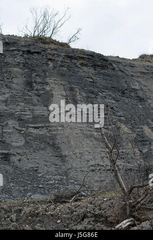 Fossile-arricchito di scogliere, Charmouth Foto Stock