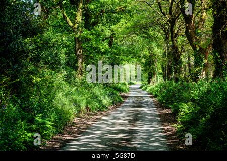 Un viale alberato fresco verde alberata vicolo del paese con una forte luce solare pezzata breaking grazie al percorso rettilineo in avanti. Ladock, Cornwall, Inghilterra. Foto Stock