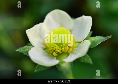 Fiore Foto Stock
