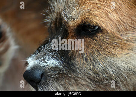Close-up del profilo del cane Foto Stock
