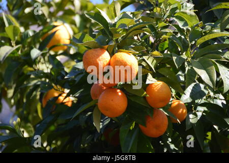 Arance in un arancio; piante di agrumi, arance si presentano bene a temperature moderate, richiedendo notevoli quantità di sole e acqua. Foto Stock
