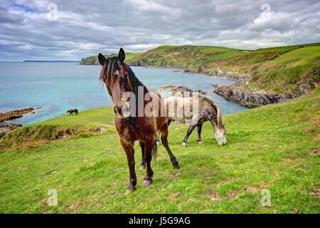 Tre pony selvatici alimentazione su verdi pascoli dal mare. Situato sul lato della scogliera a Lansallos, a sud est della Cornovaglia, Inghilterra. Belle vedute. Foto Stock