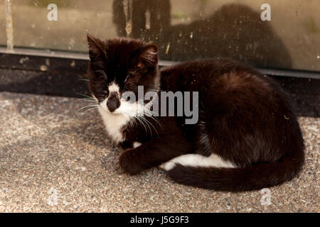 Gatto nero dormire vicino a una porta di vetro Foto Stock